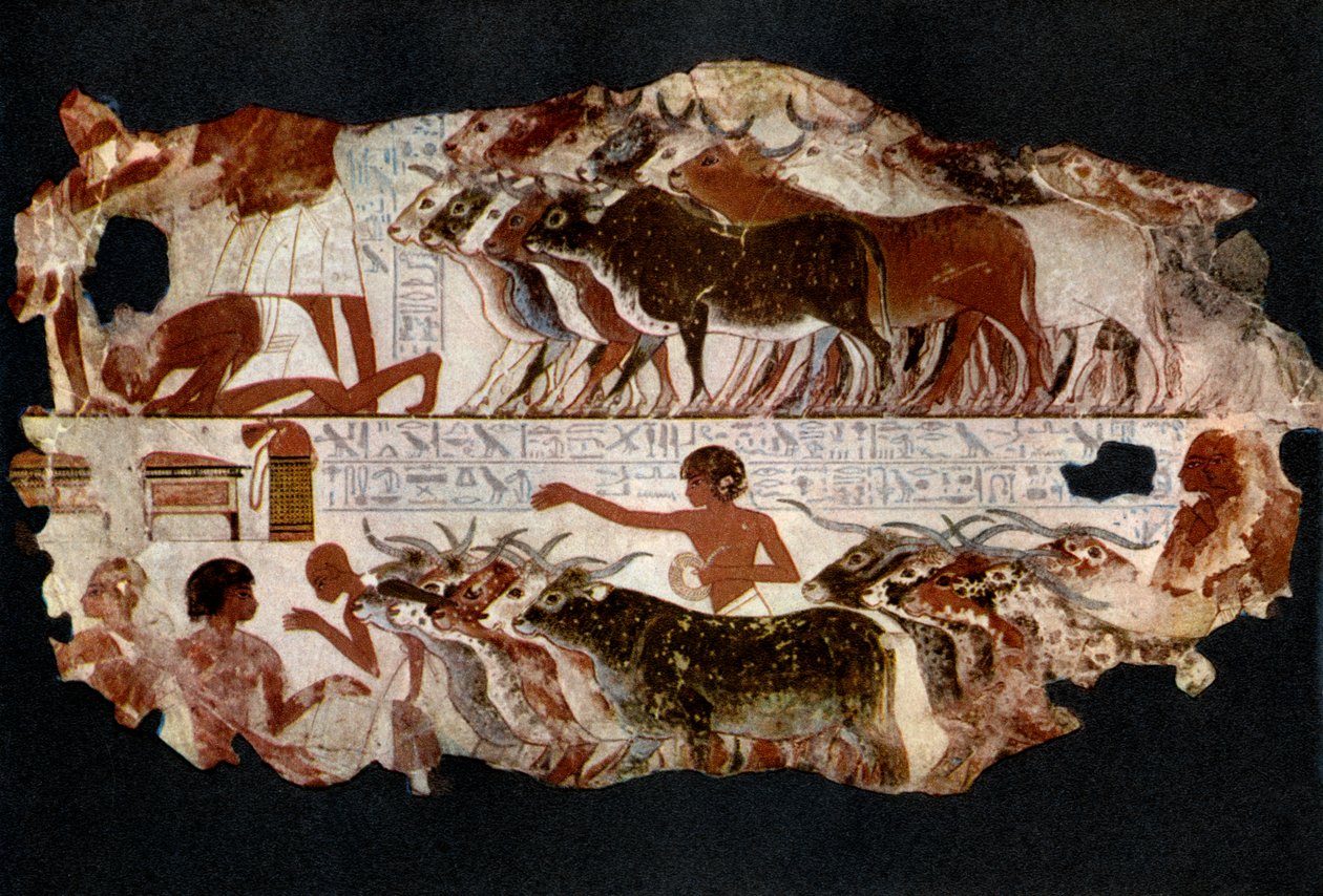 Boskapsbesättningar från tiden för den 18:e dynastin, Egypten, c1400 f.Kr. 1936 av Unbekannt