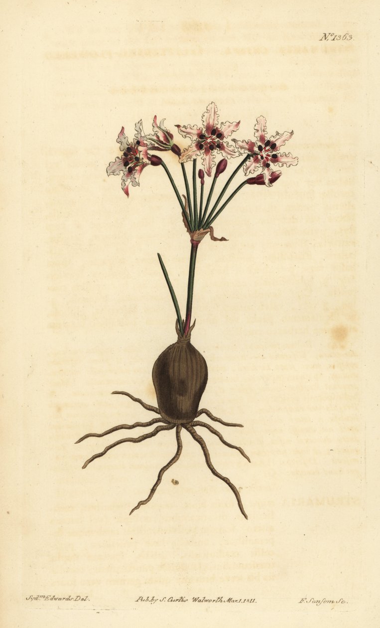 Hessea cinnamomea (Glittrande blommig strumaria, Strumaria crispa) av Unbekannt