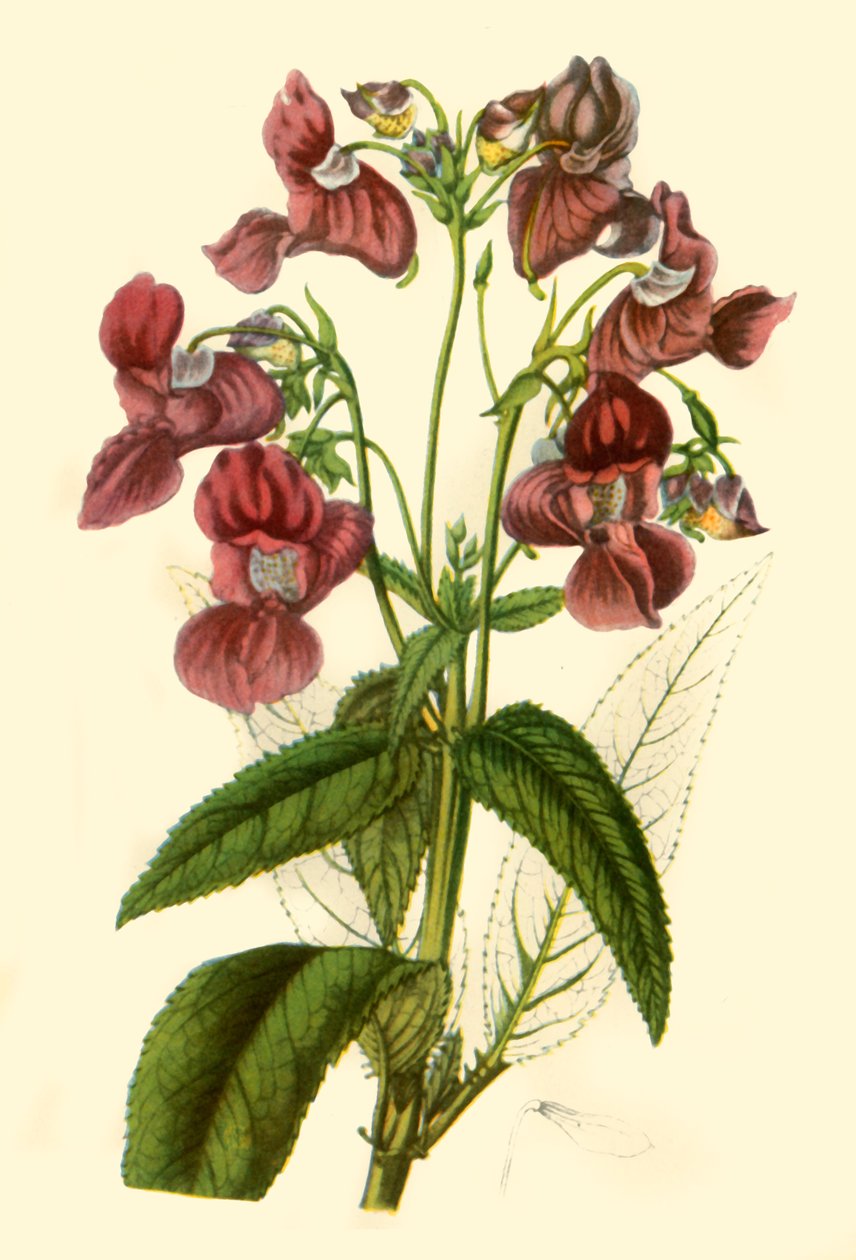 "Himalayan Balsam: Impatiens Glandulifera", 1840, 1944. av Unbekannt