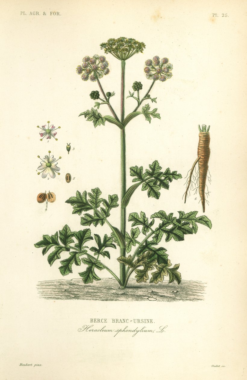 Hogweed eller ko palsternacka, Heracleum sphondylium, berce branc-ursine av Unbekannt