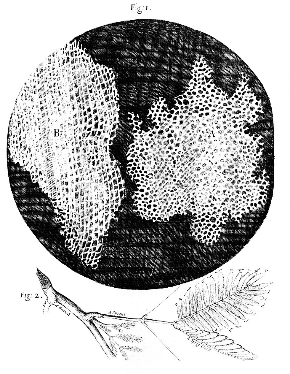 Hookes observationer av den cellulära strukturen av kork och en kvist av Sensitive Plant, 1665 av Unbekannt