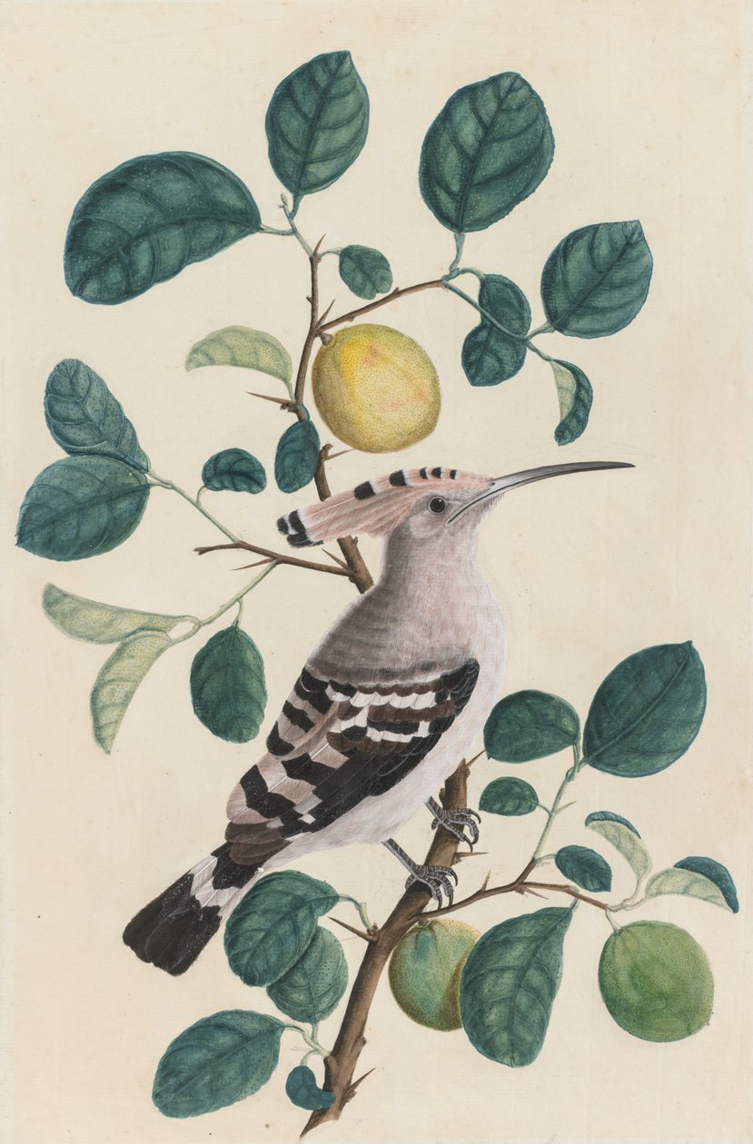 Hoopoe on a Citrus Tree Branch, ca. 1800. av Unbekannt