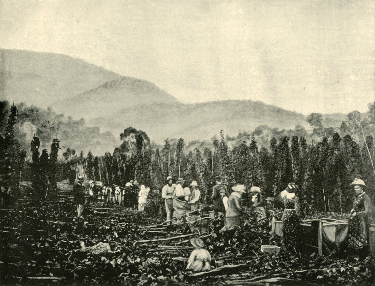 Humlplockning i Tasmanien, 1901. av Unbekannt