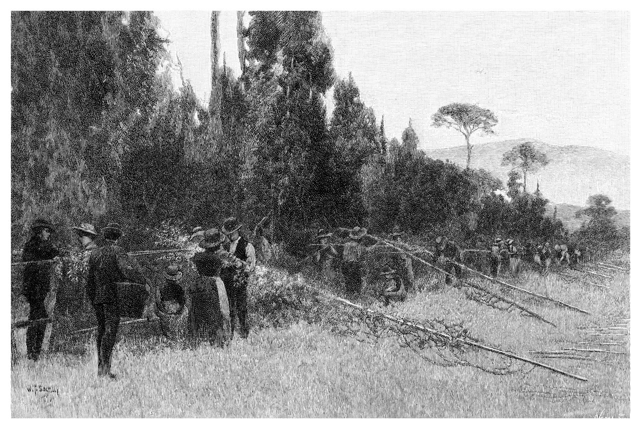 Hoppplockning nära Bairnsdale, Australien, 1886 av Unbekannt