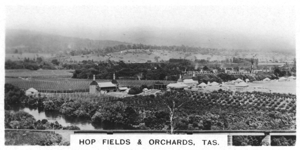 Humlefält och fruktträdgårdar, Tasmanien, Australien, 1928 av Unbekannt