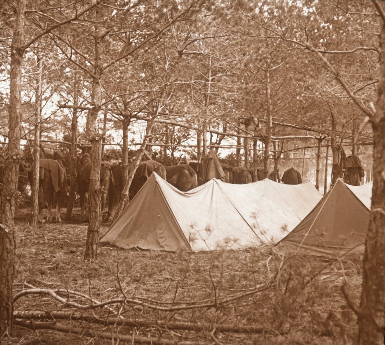 Hästar billet, Suippes, norra Frankrike, c1914-c1918 av Unbekannt