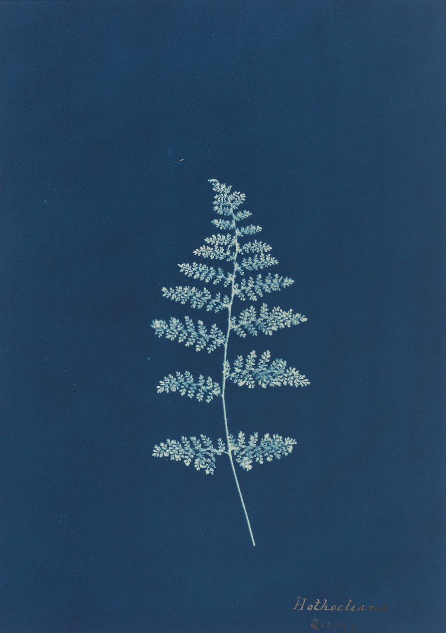 Hothocleana, c. 1850-talet. av Unbekannt