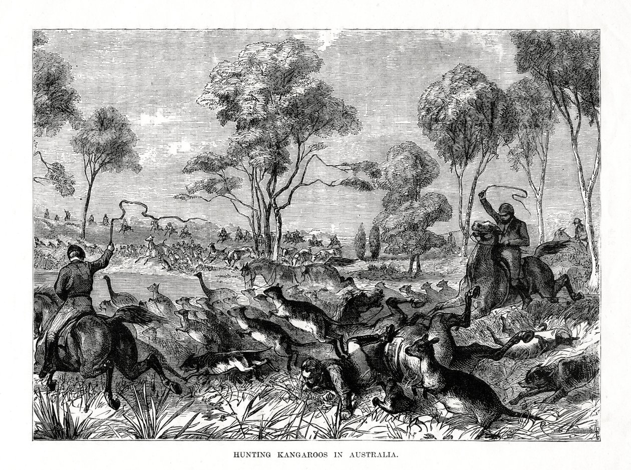 Jagar kängurur, Australien, 1877 av Unbekannt