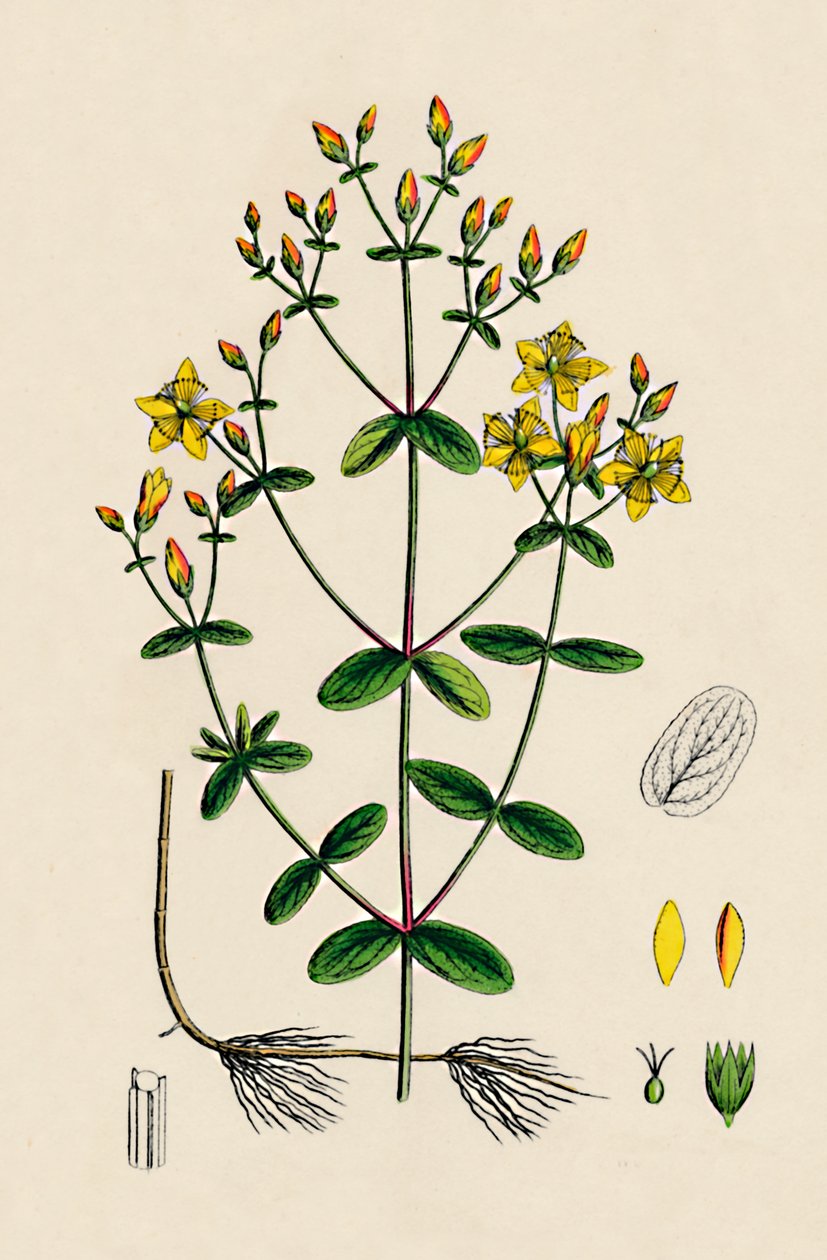 Hypericum Boeticum. Johannesört med vågblad, 1800-tal av Unbekannt