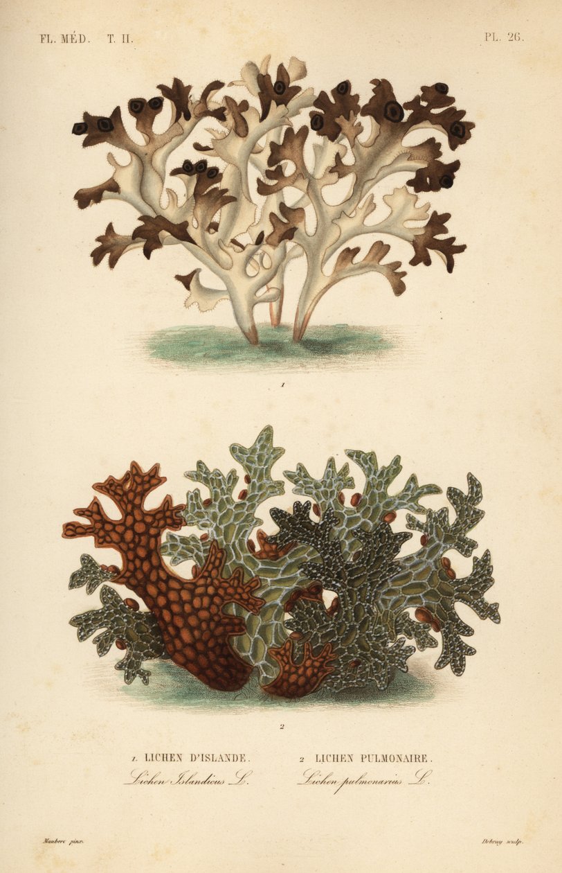 Islandsmossa, Cetraria islandica, isländsk lav och trädlungört, Lobaria pulmonaria, lunglav av Unbekannt