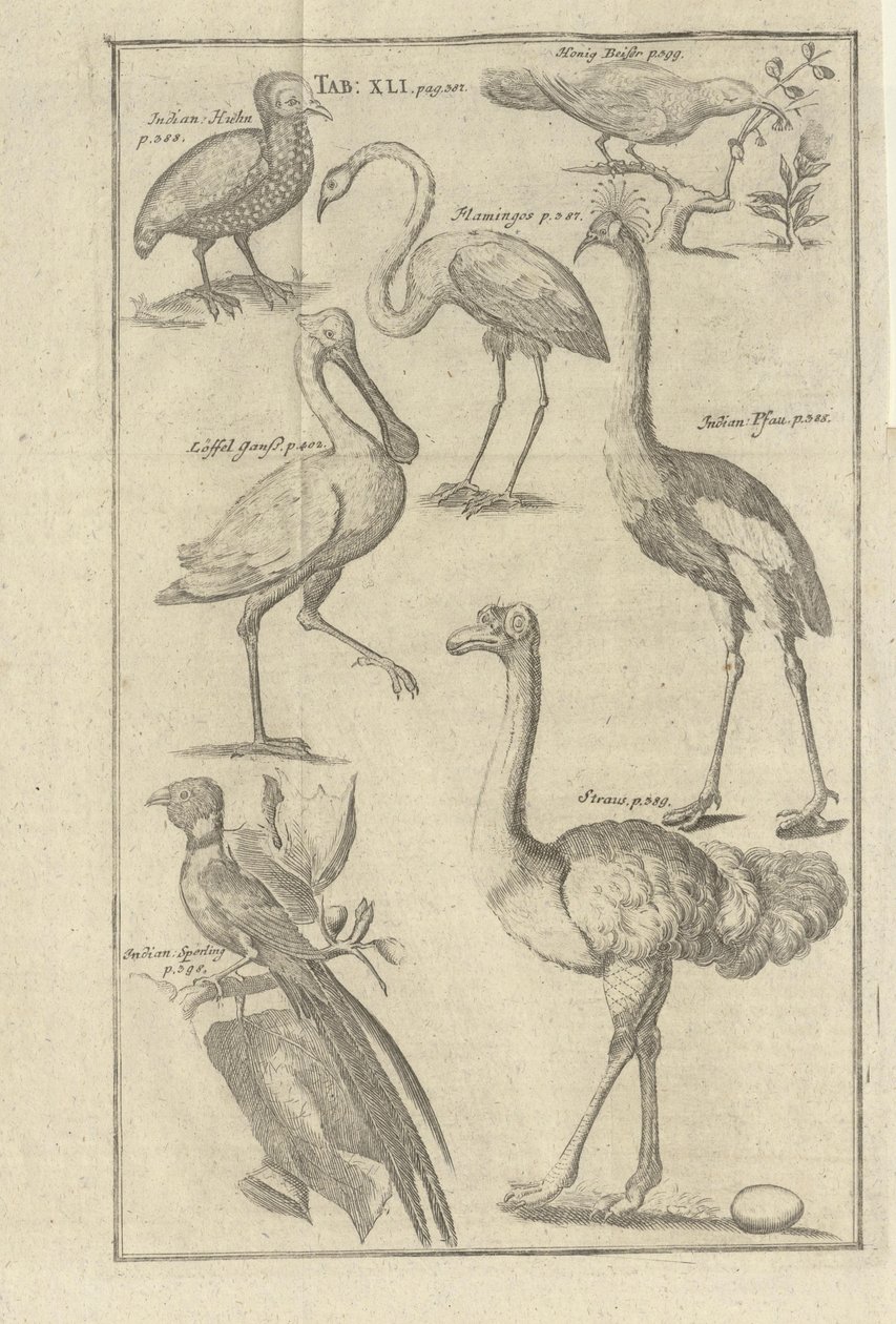 Beskrivning av boken Beskrivning av Vorgebürges des Guten Hope och deras Hottentots av Kolb, Peter och utgitt av bey Peter Conrad Monath (de, 1745) av Unbekannt
