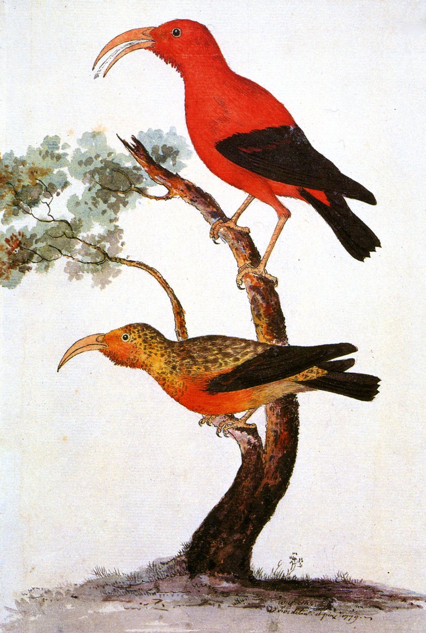 Illustration/Iiwi/Iwi/Scarlet honeycreeper/Scarlet Hawaiian Honeycreeper av Unbekannt
