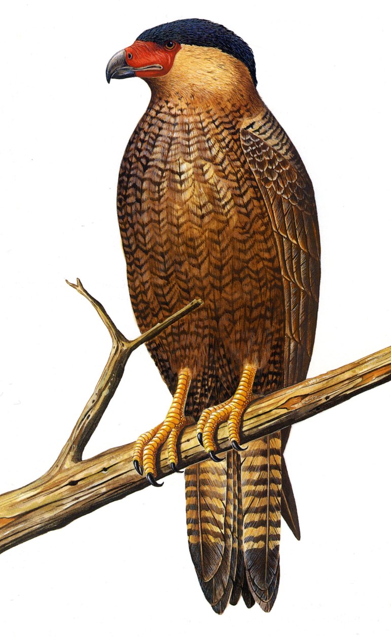 Illustration/Polyborus lutosus/Quelili/Caracara de Guadalupe/Guadalupe Caracara av Unbekannt