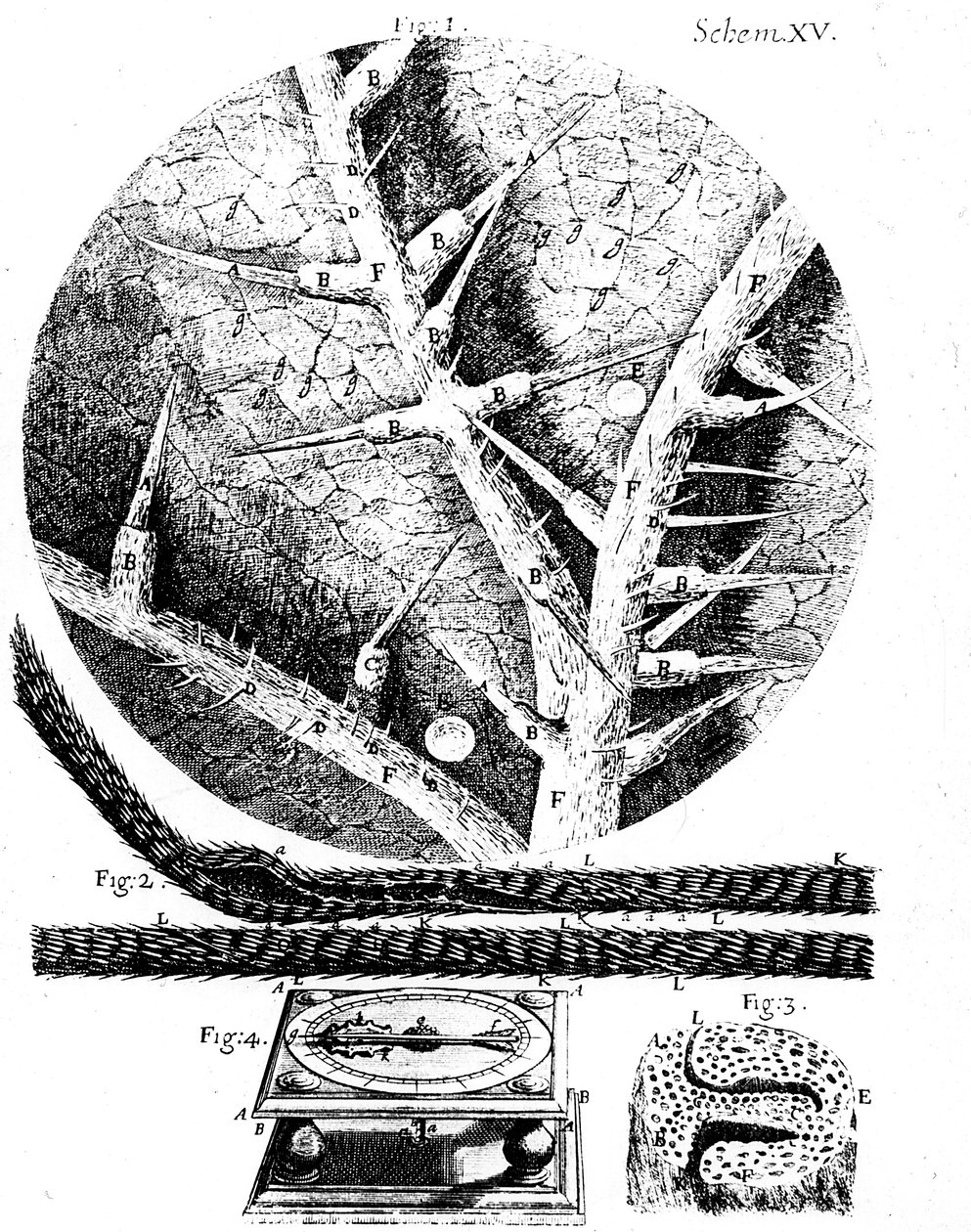 Illustrationer från den engelske mikroskopisten Robert Hookes Micrographia, 1665 av Unbekannt