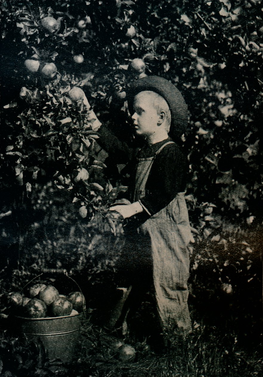 I en av Ontarios fruktbara fruktträdgårdar, c1934 av Unbekannt
