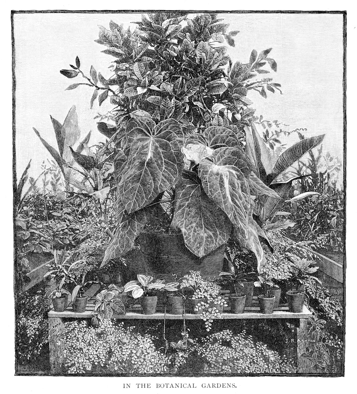 I den botaniska trädgården, 1886 av Unbekannt