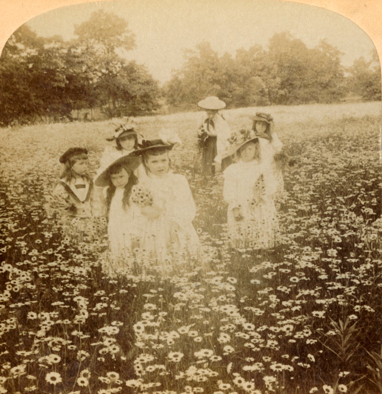 In the Daisy Field: Sweet Flowret of the Rural Glade, 1896. av Unbekannt