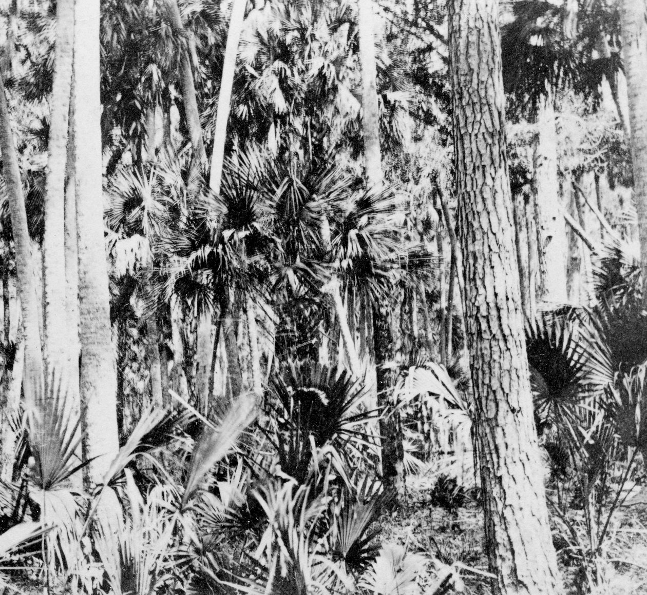 I djungeln, Indien, c1900-talet av Unbekannt