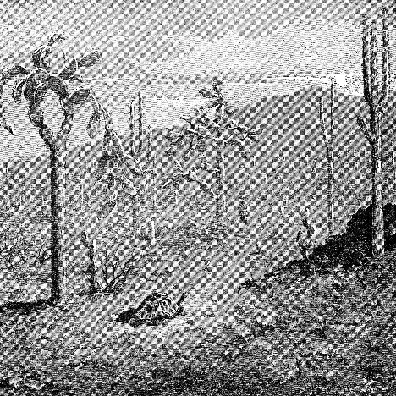 Indefatigable Island, Galapagos skärgård, 1895 av Unbekannt