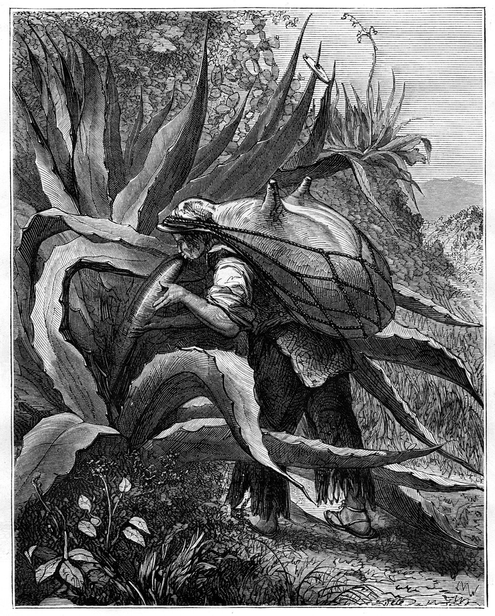 Indian extrahering pulque, Mexiko, 1800-talet av Unbekannt