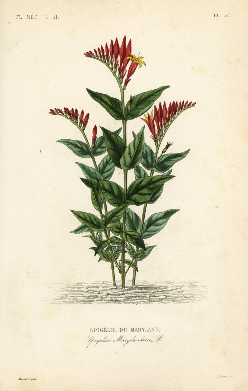 Indisk rosa eller woodland pinkrot, Spigelia marilandica, Spigelia marylandica, Spigelia du Maryland av Unbekannt