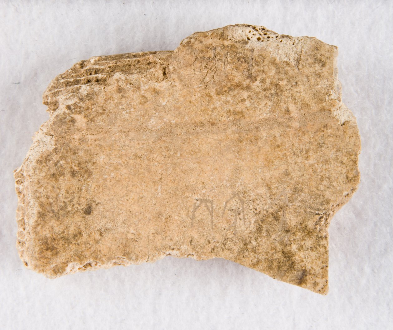 Orakelben av inskrivet benfragment, Late Shang-dynastin, ca. 1300-1050 f.Kr. av Unbekannt