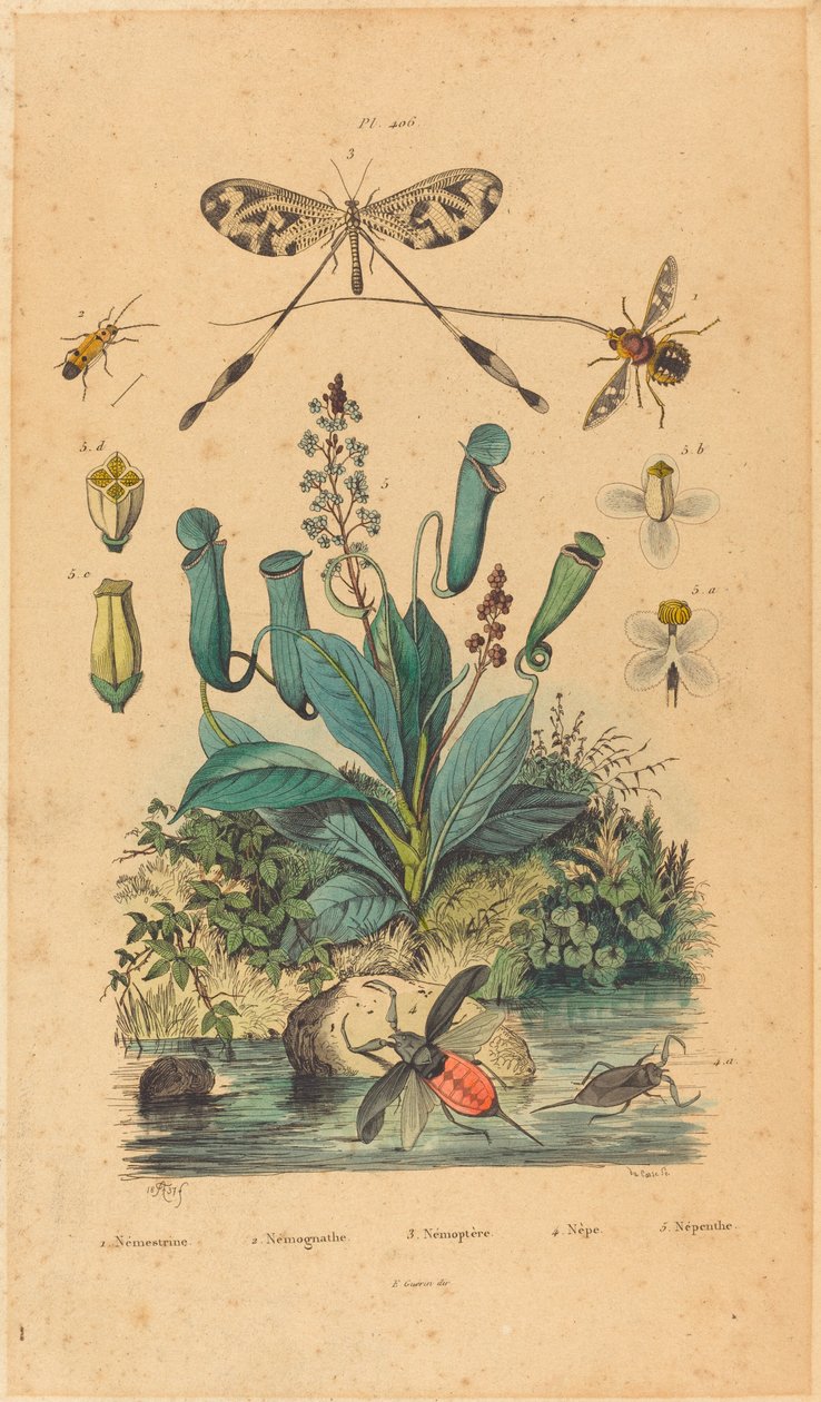 Insekter och blommor, publicerad 1837. av Unbekannt