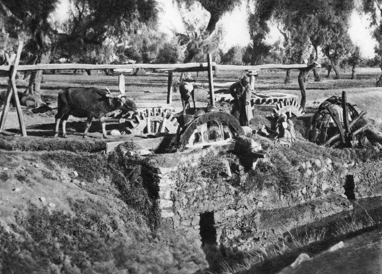 Bevattna fält nära Kairo, Egypten, c1920-talet av Unbekannt