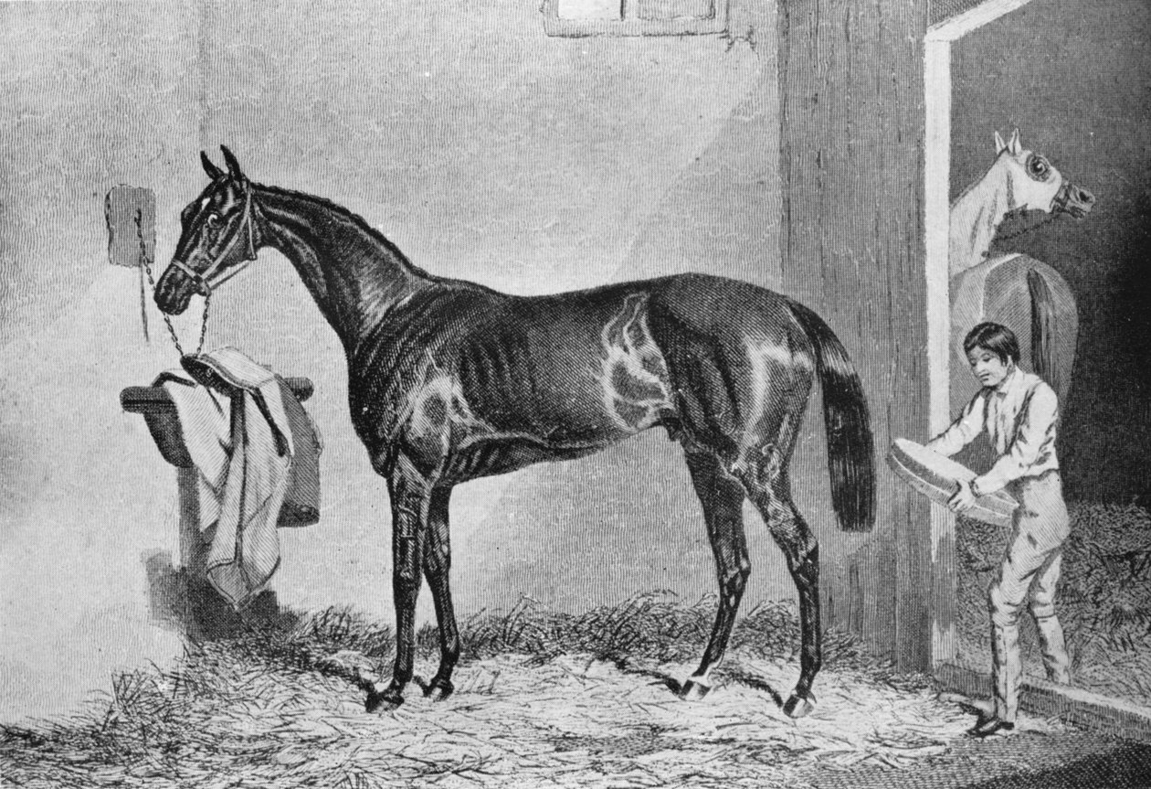 Joe Miller, 1800-talet, 1911 av Unbekannt