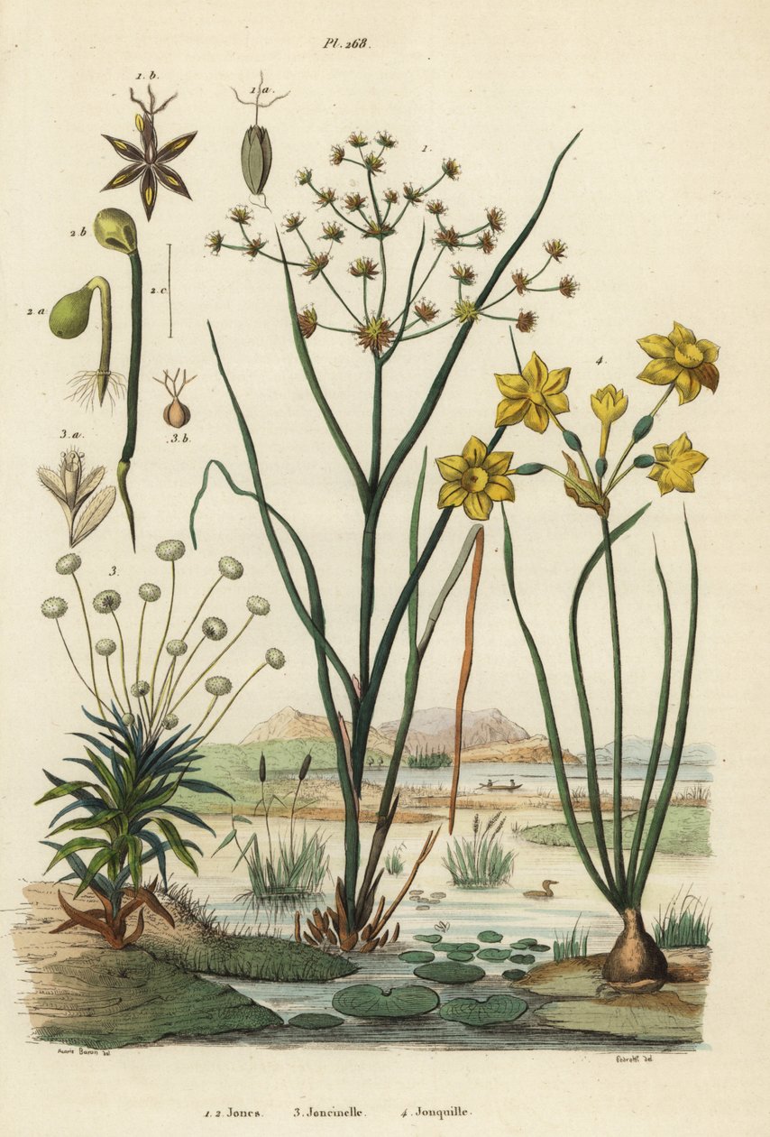 Ledrus, Juncus articulatus 1, paddrus, Juncus bufonius 2, pipört, Paepalanthus dendroides 3 och påsklilja, Narcissus jonquilla 4. Jones, Joncinelle, Jonquille av Unbekannt