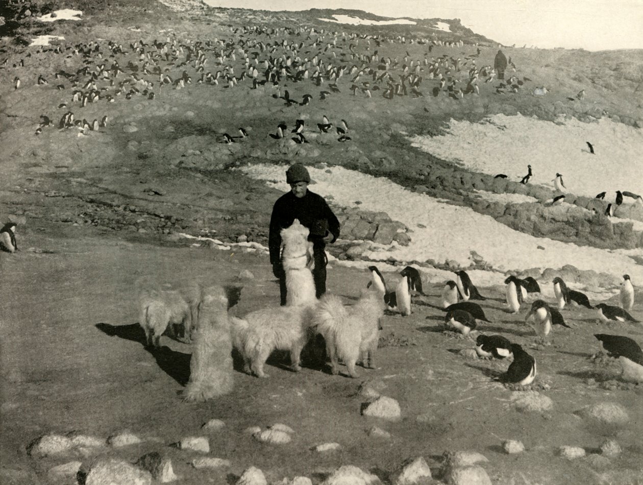 Joyce and the Dogs in the Penguin Rookery, c1908, 1909. av Unbekannt