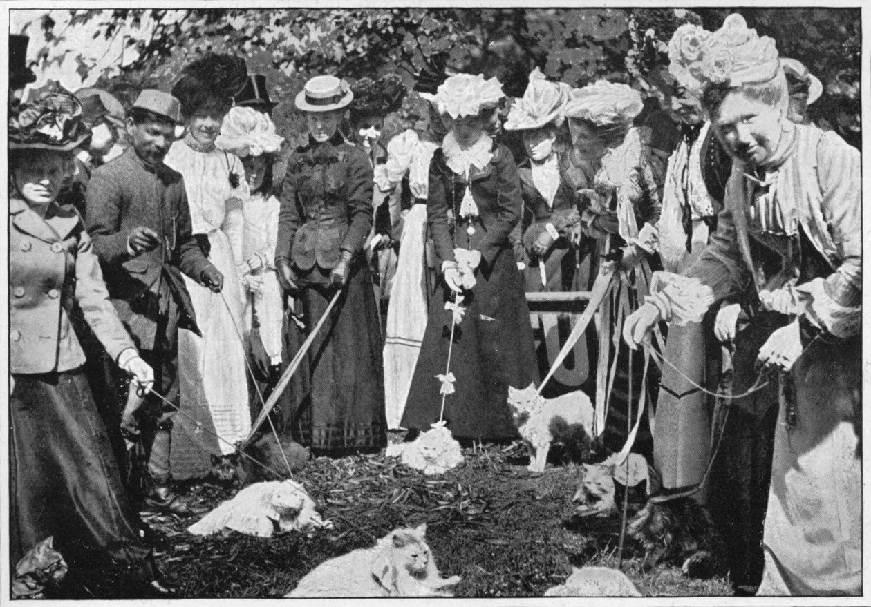 Att döma katter på Royal Botanic Gardens show, Kew, London, c1900 1901 av Unbekannt