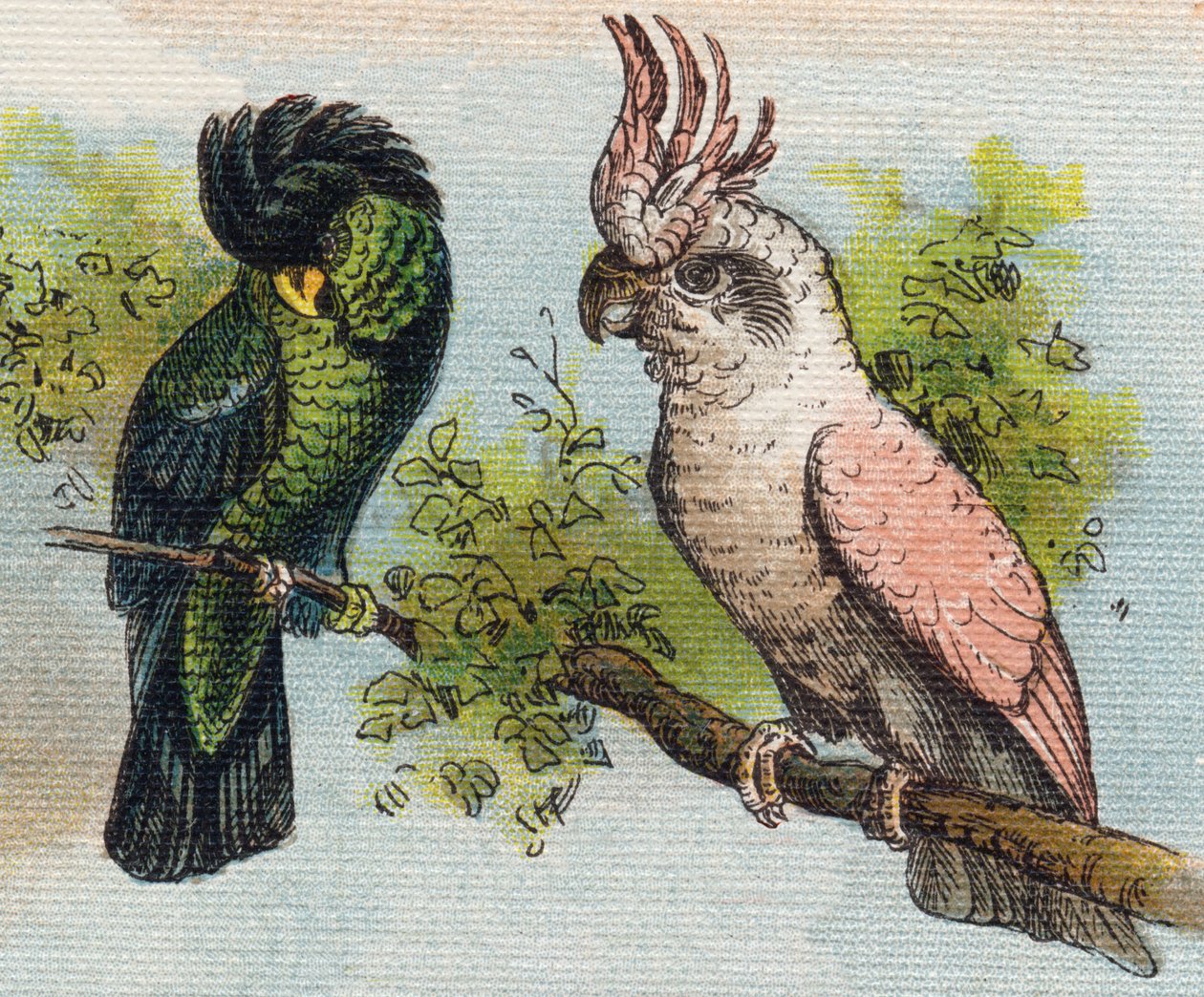 Kakatoes. Gravyr i "Alphabet de ma petite fille". Bernardin-Bechet och Fils, bokhandlare-förlag, Paris, omkring 1895. Okrossbart album på duk. Bibliotheque des Bebes. 12 sidor. Album innehållande en läsmetod och en illustrativ abecedary. Dämpa: av Unbekannt