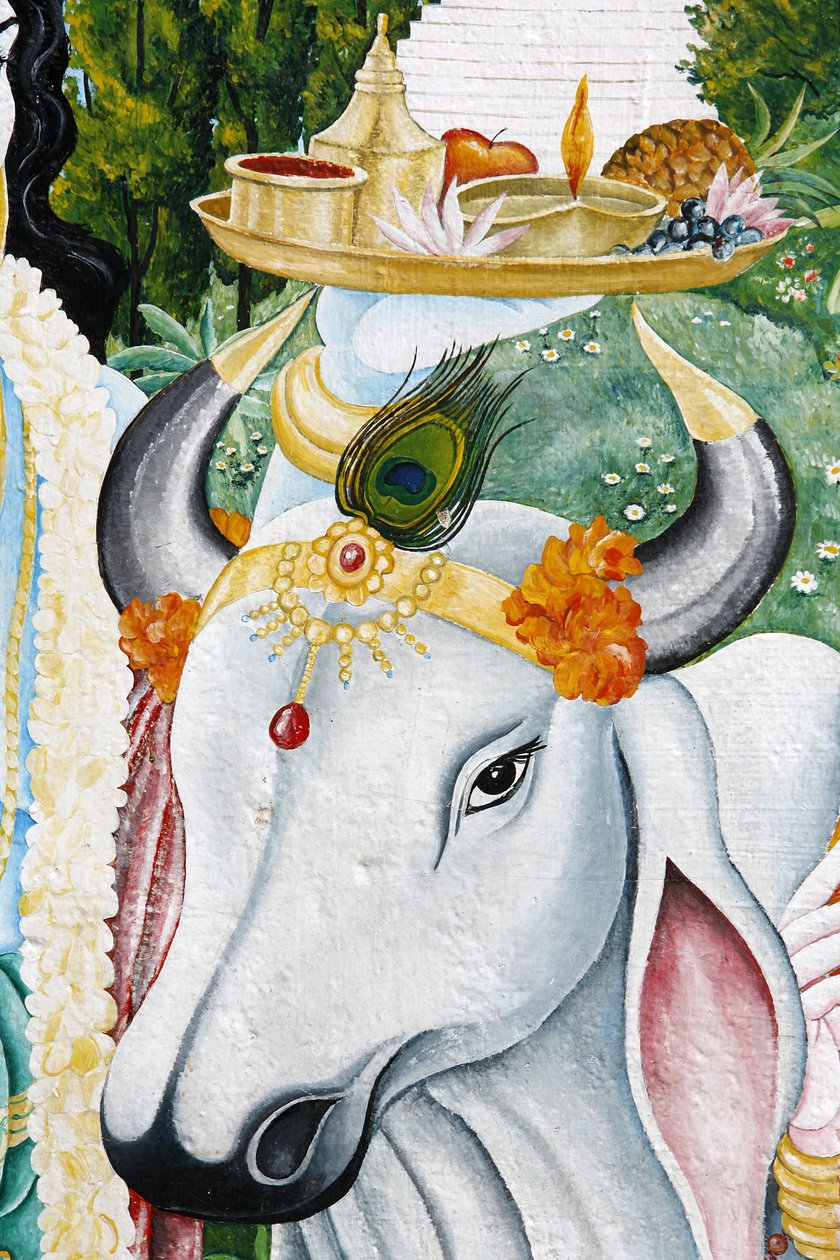 Kamadhenu Sachred Kau, Kathandum, Nepal av Unbekannt