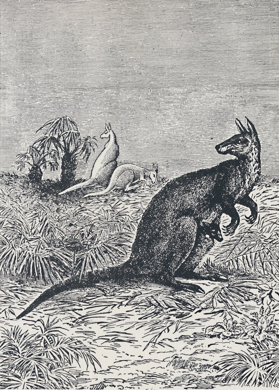 Känguru, 1924 av Unbekannt