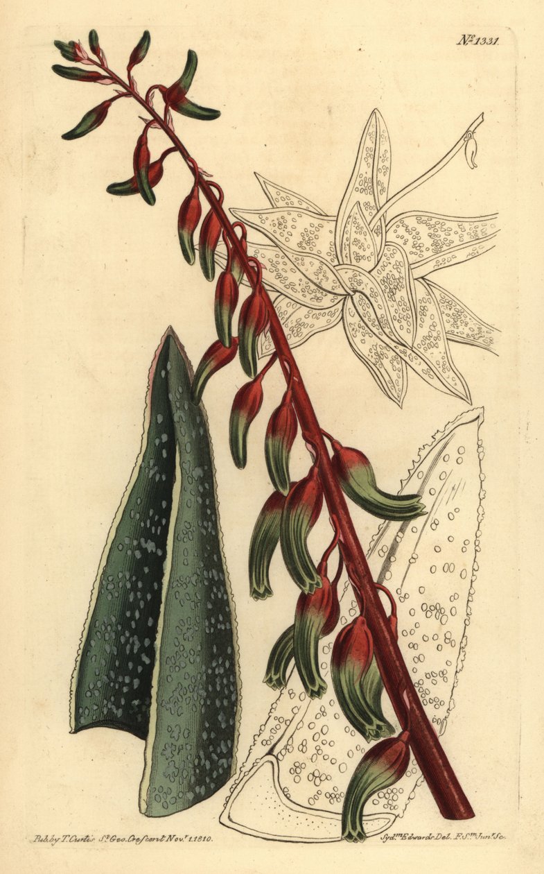 Kölad gasteria, Gasteria carinata av Unbekannt