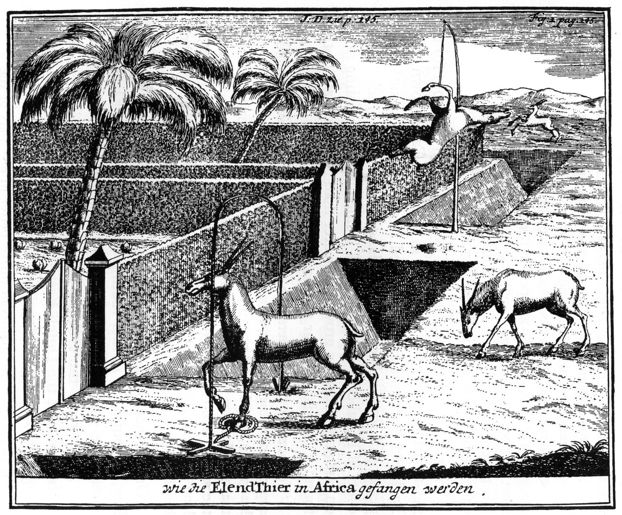 Khoikhois fångstantilop, Sydafrika, 1700-talet 1931 av Unbekannt