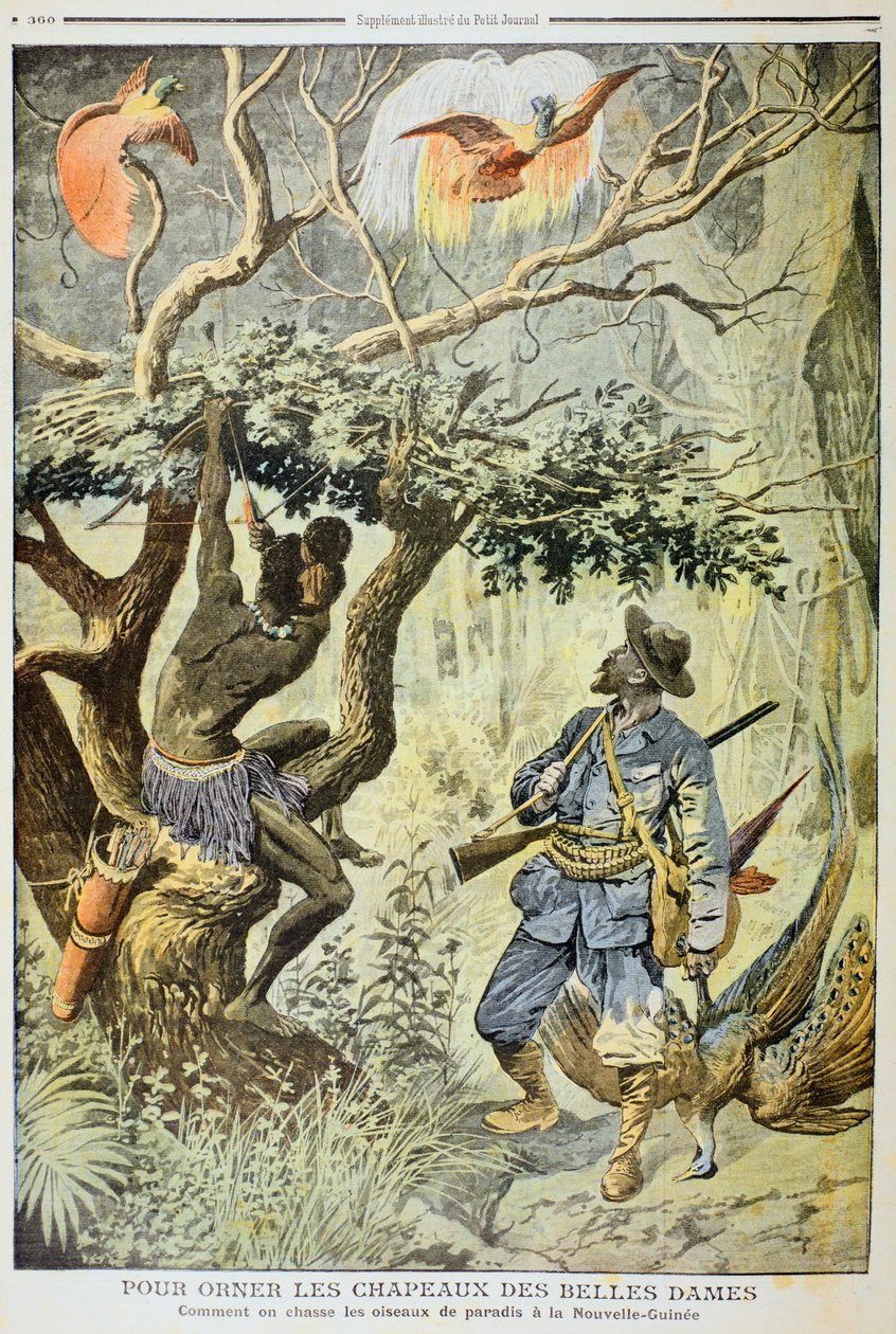 Killing Birds of Paradise, Nya Guinea, 1908 av Unbekannt