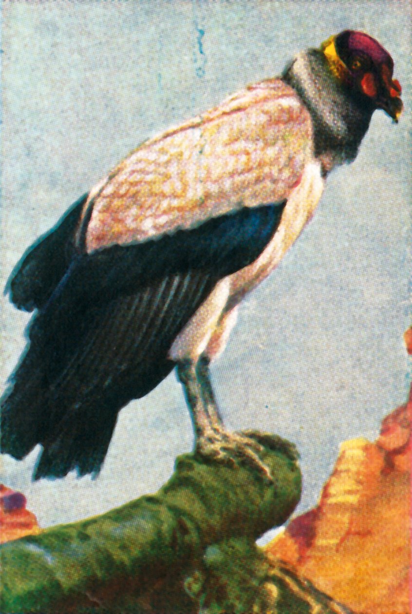 King gam, c1928. av Unbekannt
