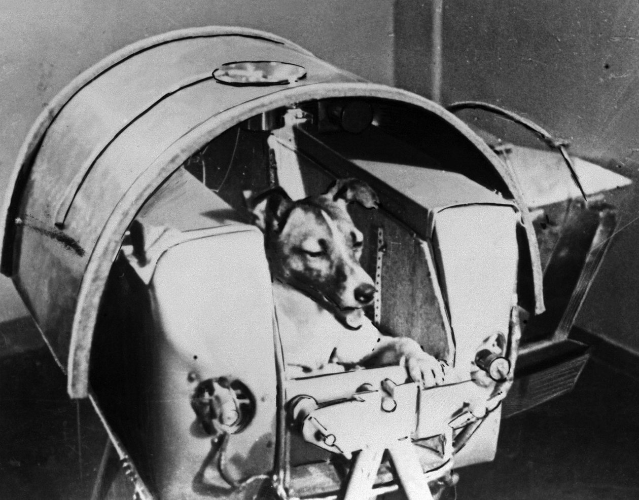 Laika, rysk kosmonauthund, 1957 av Unbekannt