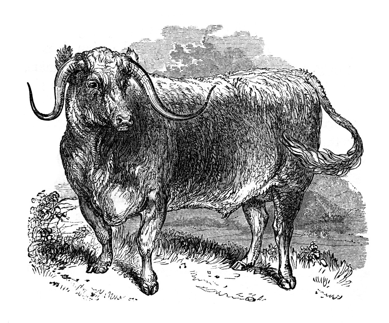 Lancashire-oxe, exemplar av de långhornade raserna, 1848 av Unbekannt