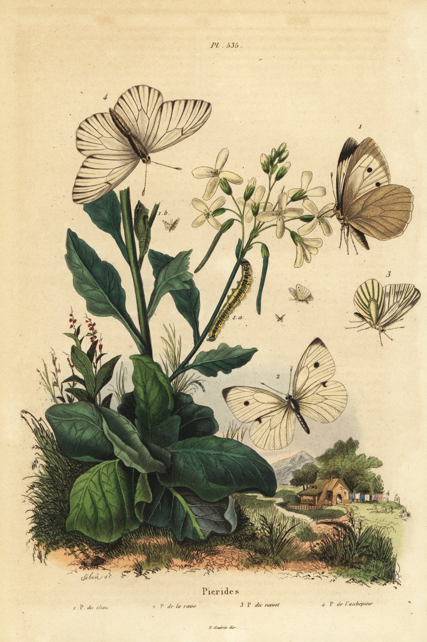 Stor vit, Pieris brassicae 1, liten vit, Pieris rapae 2, grönvinad vit, Pieris napi 3 och svartvinig vit, Aporia crataegi 4. Pieridfjärilar av Unbekannt
