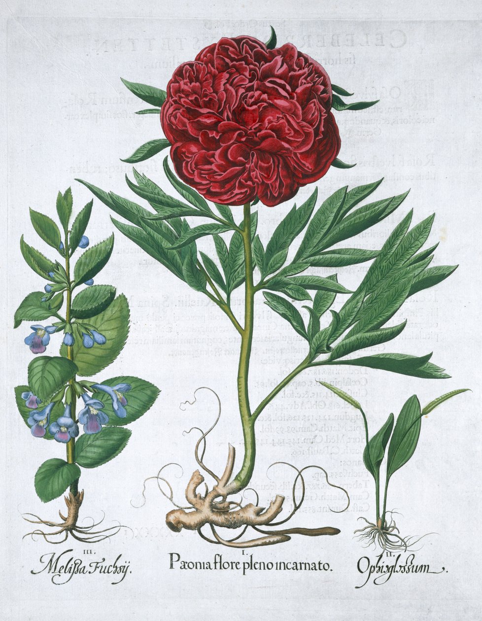 Citronmeliss, pion och huggormtungormbunke, 1613 av Unbekannt