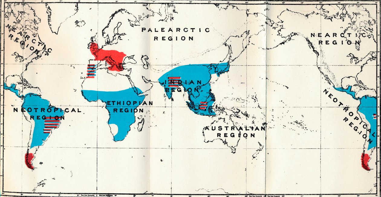Lemuroidea - IV. Karta, som visar distributionen av levande blå och fossilröd Anthropoidea, 1897 av Unbekannt