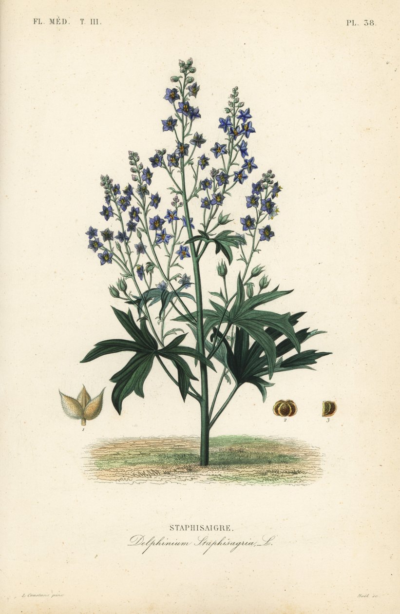 Like-Bene och Stavessere, Delphinium Staphysagriae, Staphysagri av Unbekannt