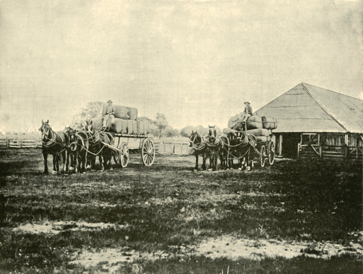 Laddar ull, Warrawooh Station, Wimmera, 1901. av Unbekannt