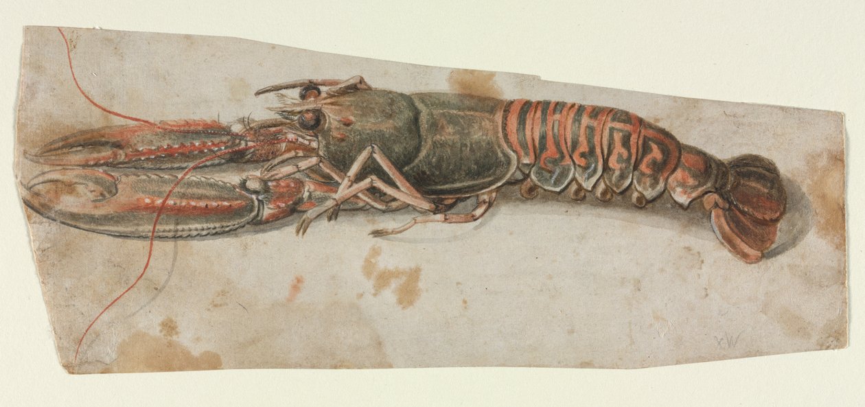 Hummer, 1600-tal. av Unbekannt