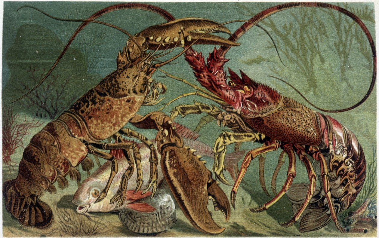 Hummer och hummer som jämför varandra - i "The Life of Animals" "av A.E. Brehm, Turin av Unbekannt