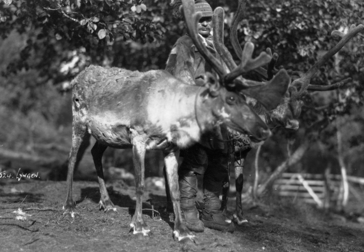 Lokal man med en ren, Lyngen, Nordnorge, c1920-c1930-tal av Unbekannt