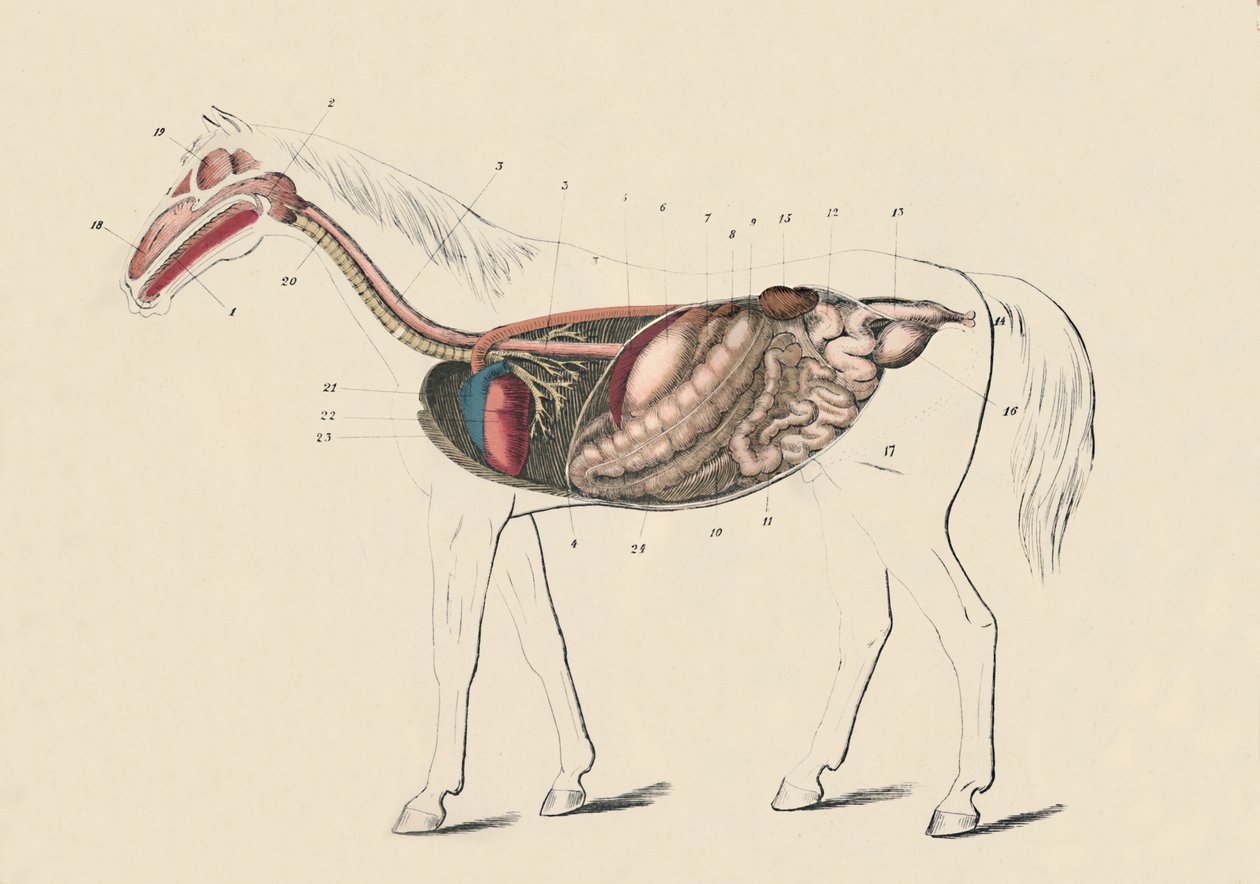 Hästens längdsnitt, c1879. av Unbekannt
